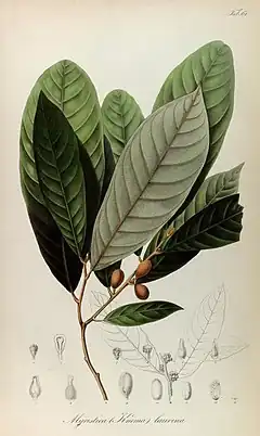 Description de l'image Rumphia, sive, Commentationes botanicæ¦ imprimis de plantis Indiæ¦ Orientalis (8329513261).jpg.