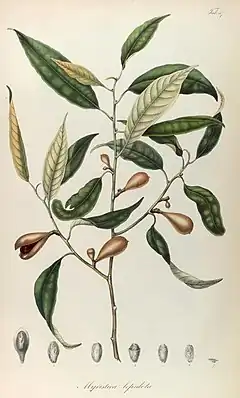 Description de l'image Rumphia, sive, Commentationes botanicæ imprimis de plantis Indiæ Orientalis (8329510913).jpg.