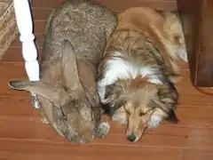 Un lapin couché à côté d'un chien du même gabarit