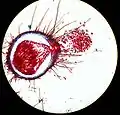 Après maturation, un cléistothèce de Microsphaera (en) libère des ascospores (vue au microscope).