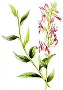 Lobelia cardinalis