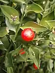 Ruscus aculeatusavec fleurs et fruits