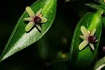 Détails des fleurs