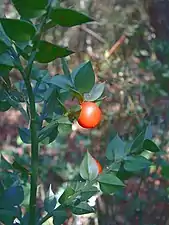 Photographie en couleurs d'une plante sauvage et de ses fruits rouges.
