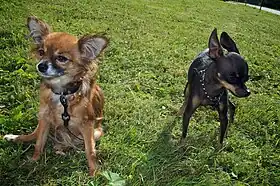 Petit chien russe à poils longs et Petit chien russe à poils courts.