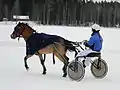 Photo d'un poney attelé trottant sur la neige