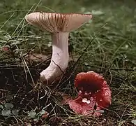 Russula emetica (Russulaceae)