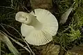 Russula betularumStipe creux