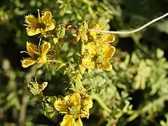Description de l'image Ruta chalepensis (flower).jpg.