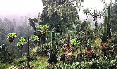 La « forêt de nuage » à très haute altitude se transforme peu à peu en prairies subalpines, comme ici à 3 700 m d'altitude, dans le massif du Rwenzori, en Ouganda.