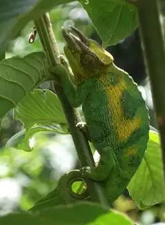 Description de l'image Ruwenzori three-horned chameleon - whole body-cropped.jpg.