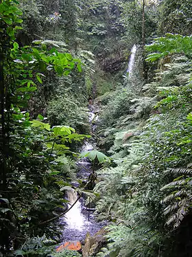 La rivière Rukarara dans le parc Nyungwe.