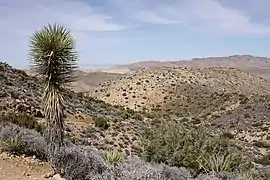 Paysage du Ryan Mountain Trail