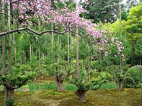 Jardins du Ryōan-ji.