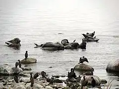 Phoques et cormorans sur des rochers dans la mer près du rivage.