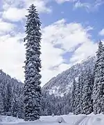 Pessière dans les Alpes autrichiennes.