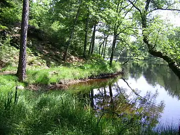 Des herbes et des arbes se reflètent dans l'eau d'un étang.