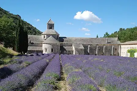 L'abbaye et son champ de lavandin fleuri, depuis le nord.