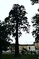 Séquoia originaire d'Amérique du Nord au jardin du Mail