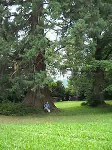 Séquoia du parc des Frères de la Charité à Ottrott.