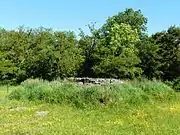 Le dolmen de la Table au Loup, dépassant du tumulus.