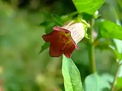 Vue d'une plante et de sa fleur rouge en gros plan