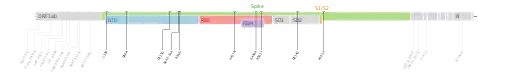 Les mutations du variant Bêta sur une carte génomique du SARS-CoV-2