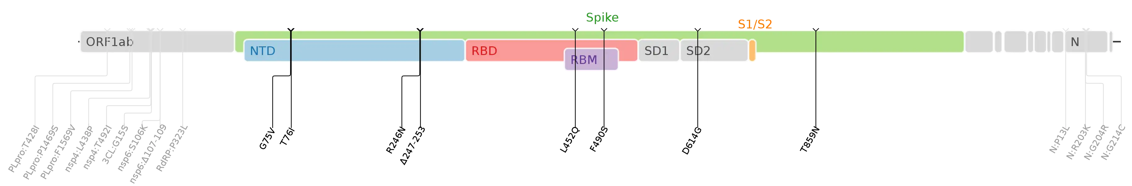Mutations d'acides aminés de la variante SARS-CoV-2 Lambda tracées sur une carte du génome du SARS-CoV-2 en mettant l'accent sur le pic.