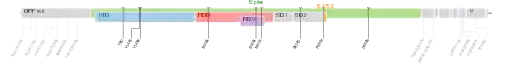 Les mutations du variant Lambda sur une carte génomique du SARS-CoV-2