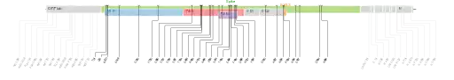 Les mutations du variant Omicron sur une carte génomique du SARS-CoV-2