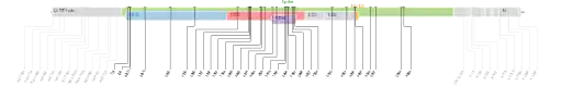 Les mutations du variant Omicron sur une carte génomique du SARS-CoV-2