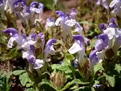 Scutellaire des Alpes (Scutellaria alpina)