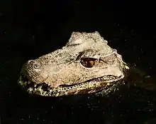 Vue de la tête d'un crocodile moitié émergée d'une eau qui apparait sombre.