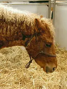 Photo de la tête d'un cheval au pelage bouclé dans un box paillé.