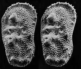 Paire stéréo d'images MEB de microfossiles d'Ostracoda obtenue en inclinant l'échantillon entre les deux images.