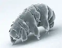 Milnesium tardigradum (Milnesiidae)