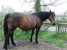 Jument baie au ventre très arrondi dans son paddock.