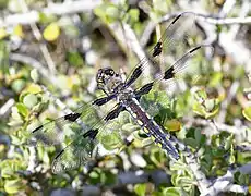 Libellula nodisticta