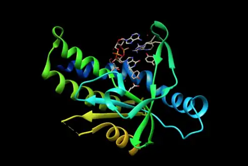 Protéine STING liée au GAMPc (en haut sur l'illustration) (PDB 4KSY).