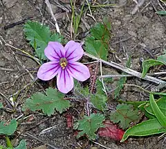 Description de l'image STORKBILL, LONG-BEAKED (erodium botrys) (3-24-07) canet (535371010).jpg.