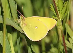 Description de l'image SULPHUR, WESTERN (Colias occidentalis) (6-25-2018) grant co, or -02 (43276773212).jpg.