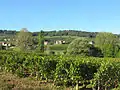 Vignoble de la Côte chalonnaise à proximité du village (vue 1).