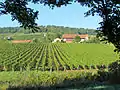 Vignoble de la Côte chalonnaise à proximité du village (vue 3).