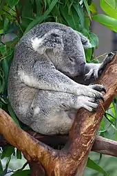 Koala en train de dormir roulé en boule, les fesses engoncées dans la fourche d'un eucalyptus