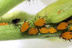 Des petits insectes au corps orange sur une plante verte.