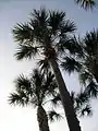 Sabal Palm