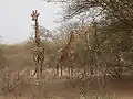 Girafes venues d'Afrique du Sud.