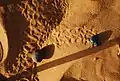 Scarabée sur les dunes de Merzouga