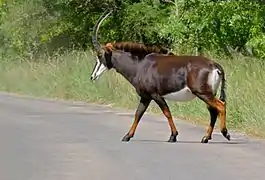 Femelle (Parc national Kruger, Afrique du Sud)