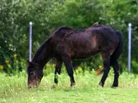 Image illustrative de l’article Poney de l'île de Sable